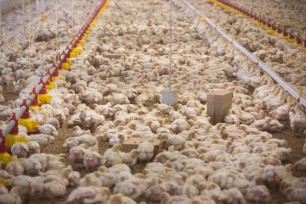 Broiler growers event in Hereford  -11th March