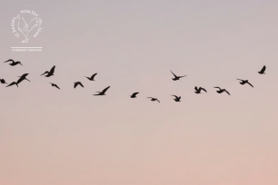 Avian Influenza, a timely reminder