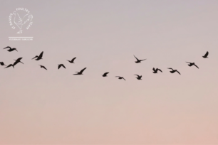 Avian Influenza: Seasonal Developments