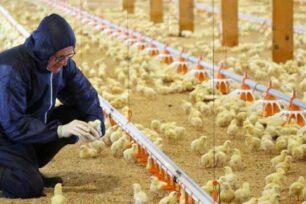 Minimising the impact of heat stress