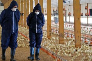 Challenges and opportunities for the broiler sector