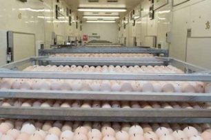 Managing the broiler gut microbiome