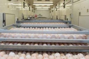 Managing the broiler gut microbiome