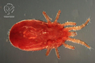 Red Mite in Poultry: Symptoms, Life Cycle, and Effective Treatment Options