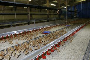 Why tracking flock weight matters