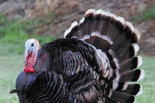 New WATOK regulation in time for Christmas Turkeys