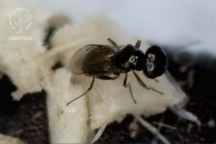 Control flies with parasitic wasps