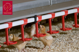 Water: A vital part of flock nutrition