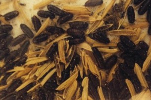Act early to control flies this summer
