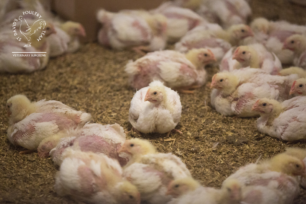 The Effects of Extreme Heat on Intestinal Health of Poultry