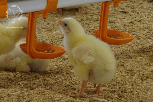 Why hydration in young chicks matters