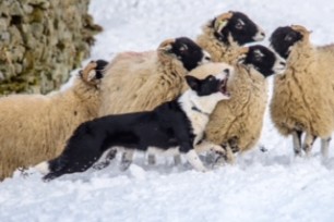 Sheepdog photo snaps up St David's photography award